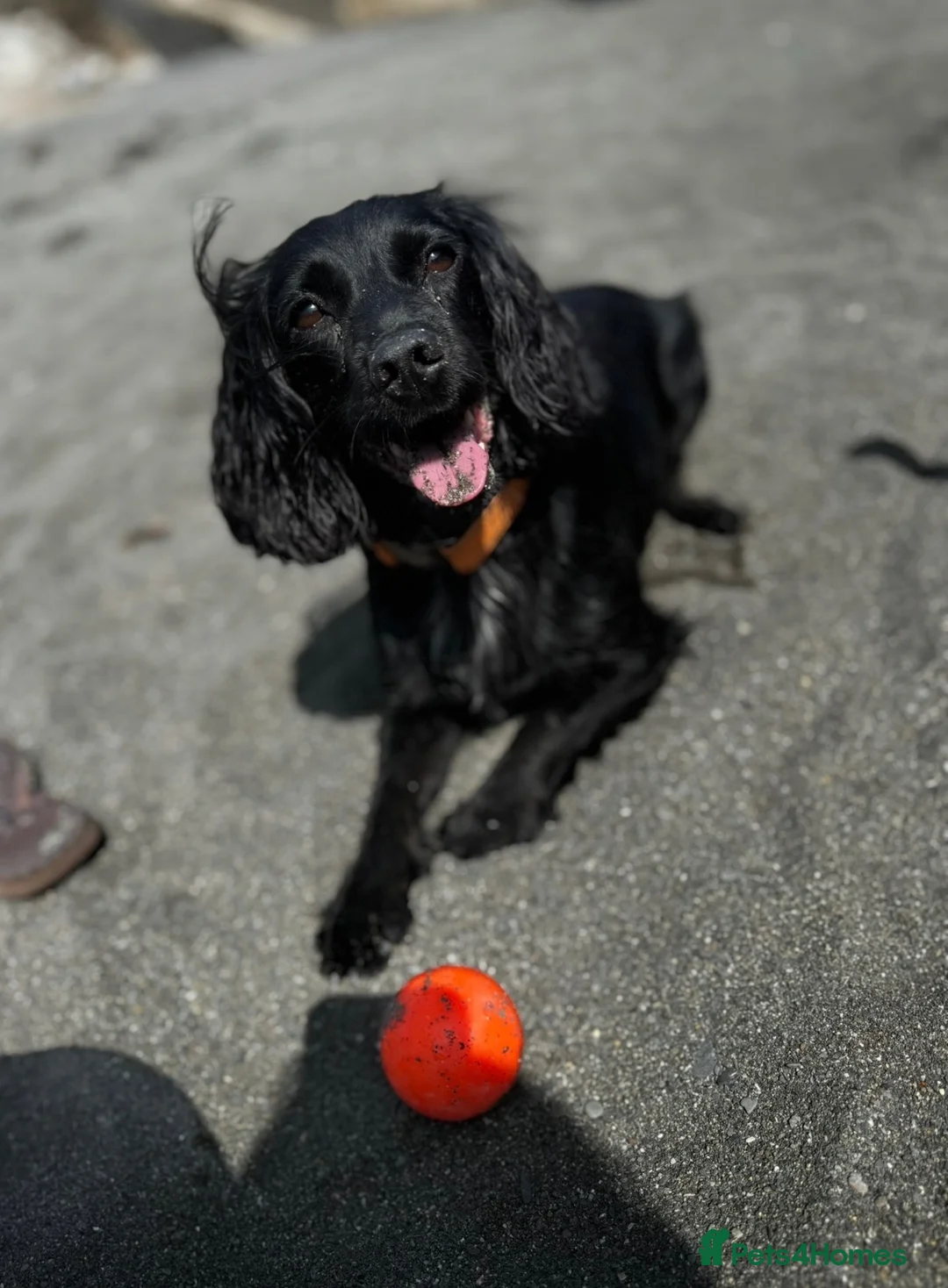 Sprocker dogs for sale: Sprocker  in Wolverhampton - Advert 4