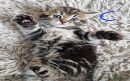 British Shorthair cats for sale: Beautiful British Shorthair Cross Kittens - Image 2