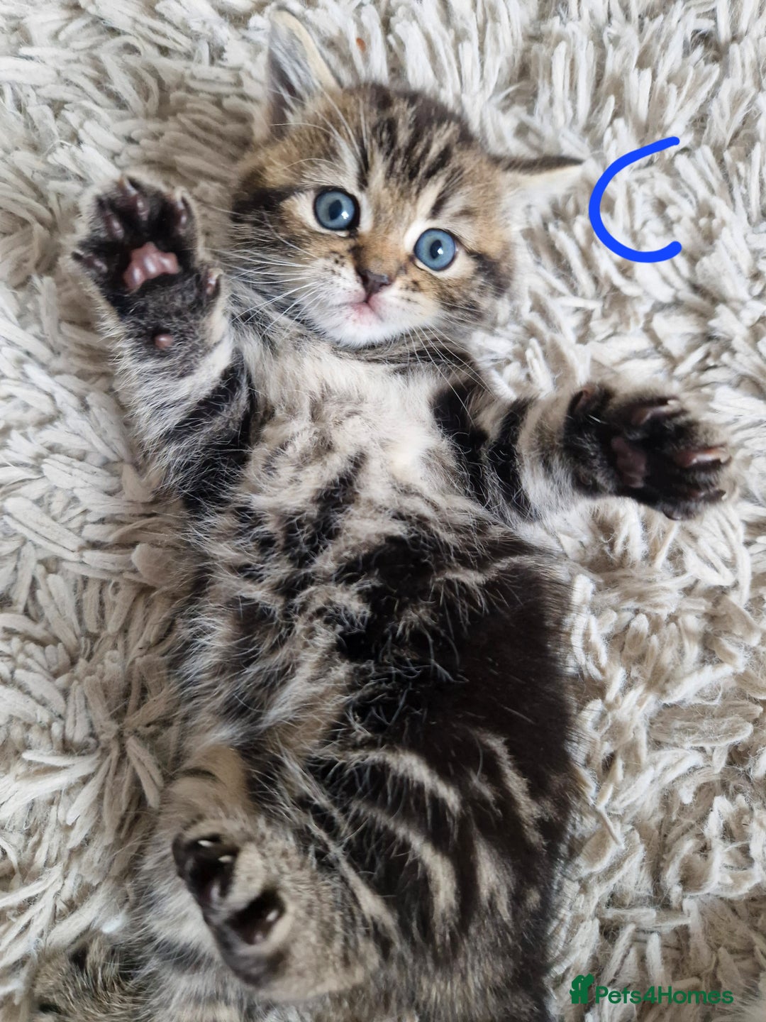 British Shorthair cats for sale: Beautiful British Shorthair Cross Kittens - Image 2