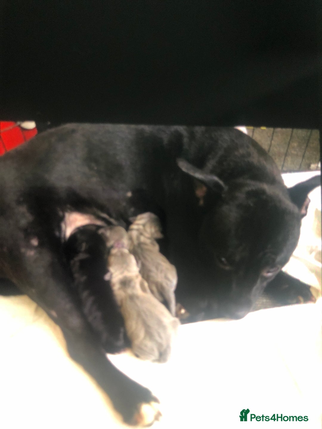 Staffordshire Bull Terrier dogs for sale: Beautiful litter of staff pups for sale  - Advert 7