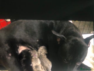 Staffordshire Bull Terrier dogs Beautiful litter of staff pups for sale - Advert 4