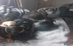 Mixed Breed dogs for sale: Cocker bull puppies for sale  - Image 13