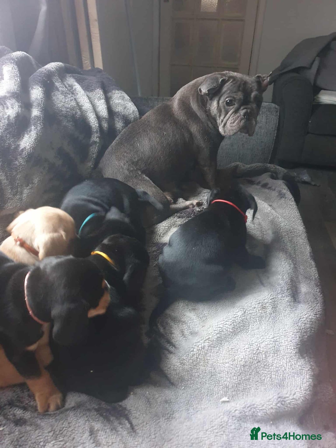 Mixed Breed dogs for sale: Cocker bull puppies for sale  - Image 13