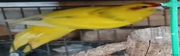 Parakeets birds for sale: Kakariki hen Kakariki hen  - Advert 1