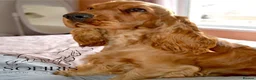 Cocker Spaniel dogs for sale: Last SHOW quality girl  - Advert 12