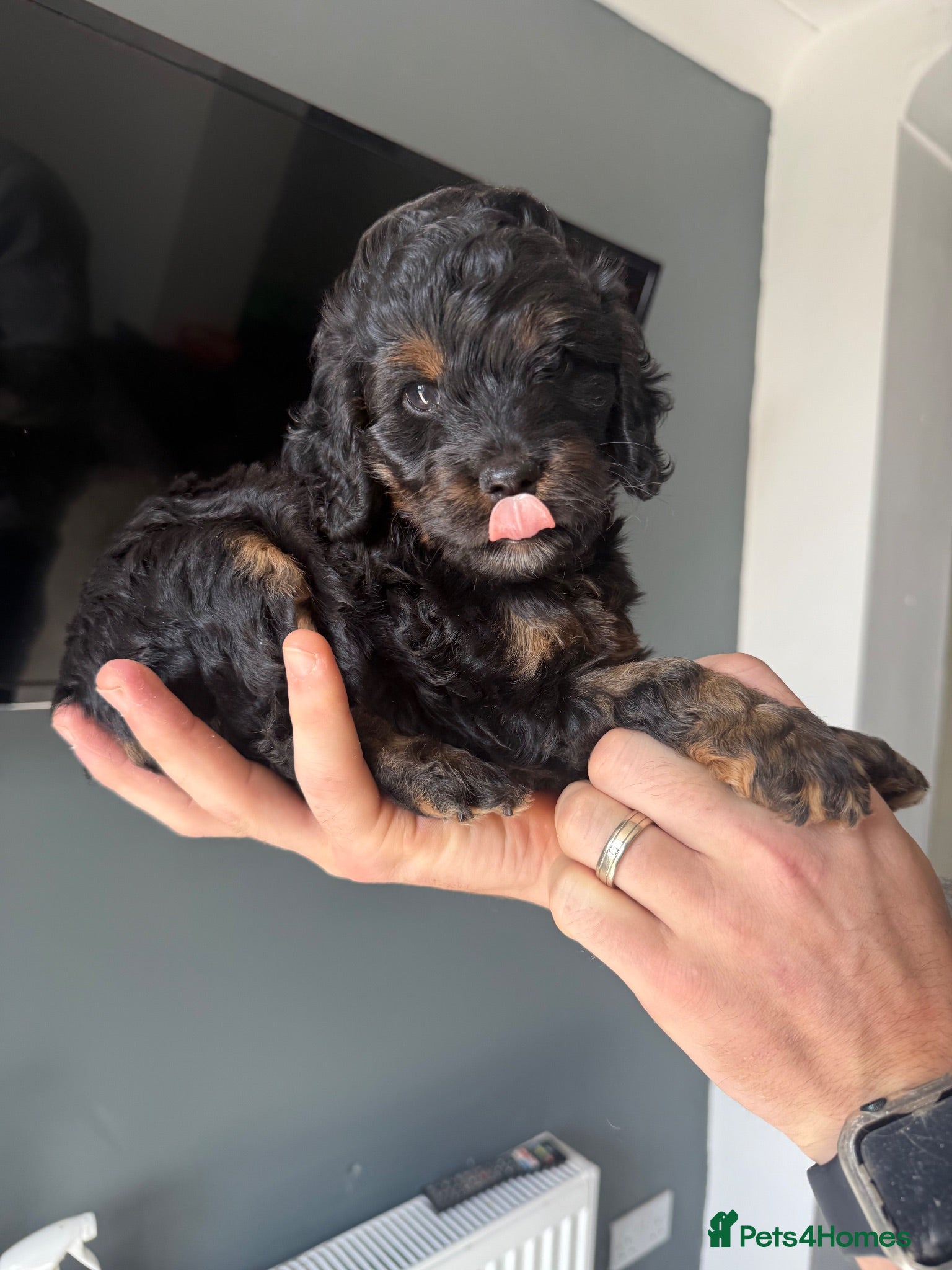 Cockapoo dogs 🎀Beautiful F1 cockapoo Black & Tan🎀 - Advert 17