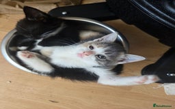 Mixed Breed cats for sale: Kittens ready now - Image 2