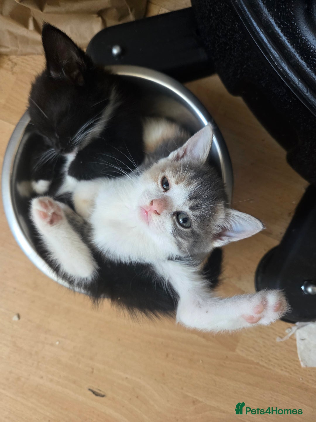 Mixed Breed cats for sale: Kittens ready now - Image 2
