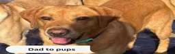Labrador Retriever dogs for sale: Fox Red & Light Labrador Puppies- Ready June 2026 - Advert 4