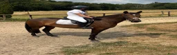 Connemara horses for sale: Safe pc pony / show or cracking alrounder - Advert 1