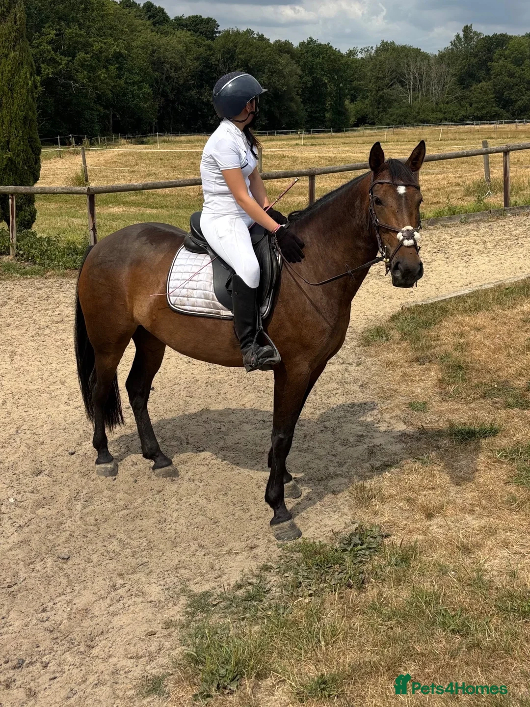 Connemara horses for sale: Safe pc pony / show or cracking alrounder - Advert 1