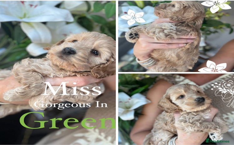 Cockapoo dogs - Advert 7