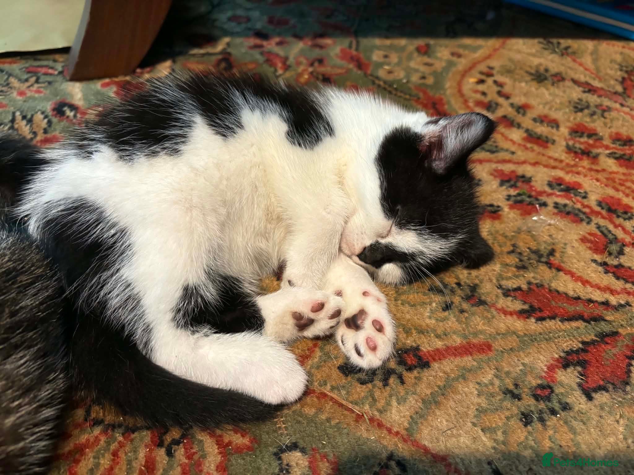 Mixed Breed cats for sale: Kittens for sale - Advert 4