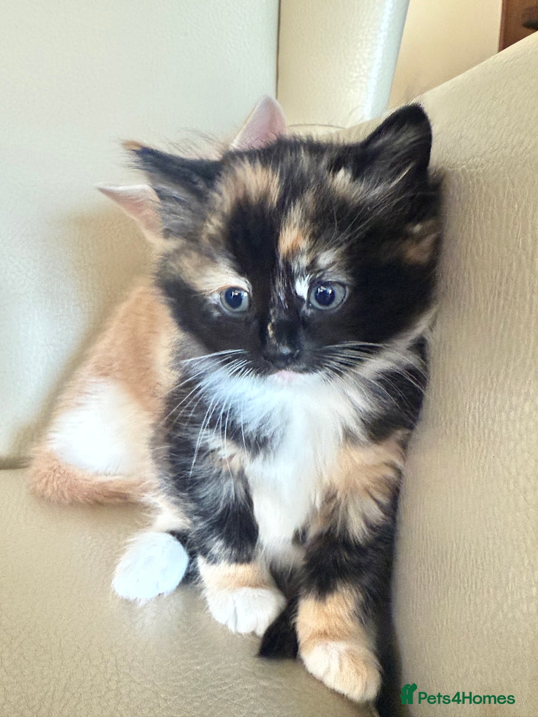 Ragdoll cats for sale: Part rag doll kittens  - Advert 1