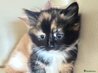 Ragdoll cats Part rag doll kittens - Advert 1