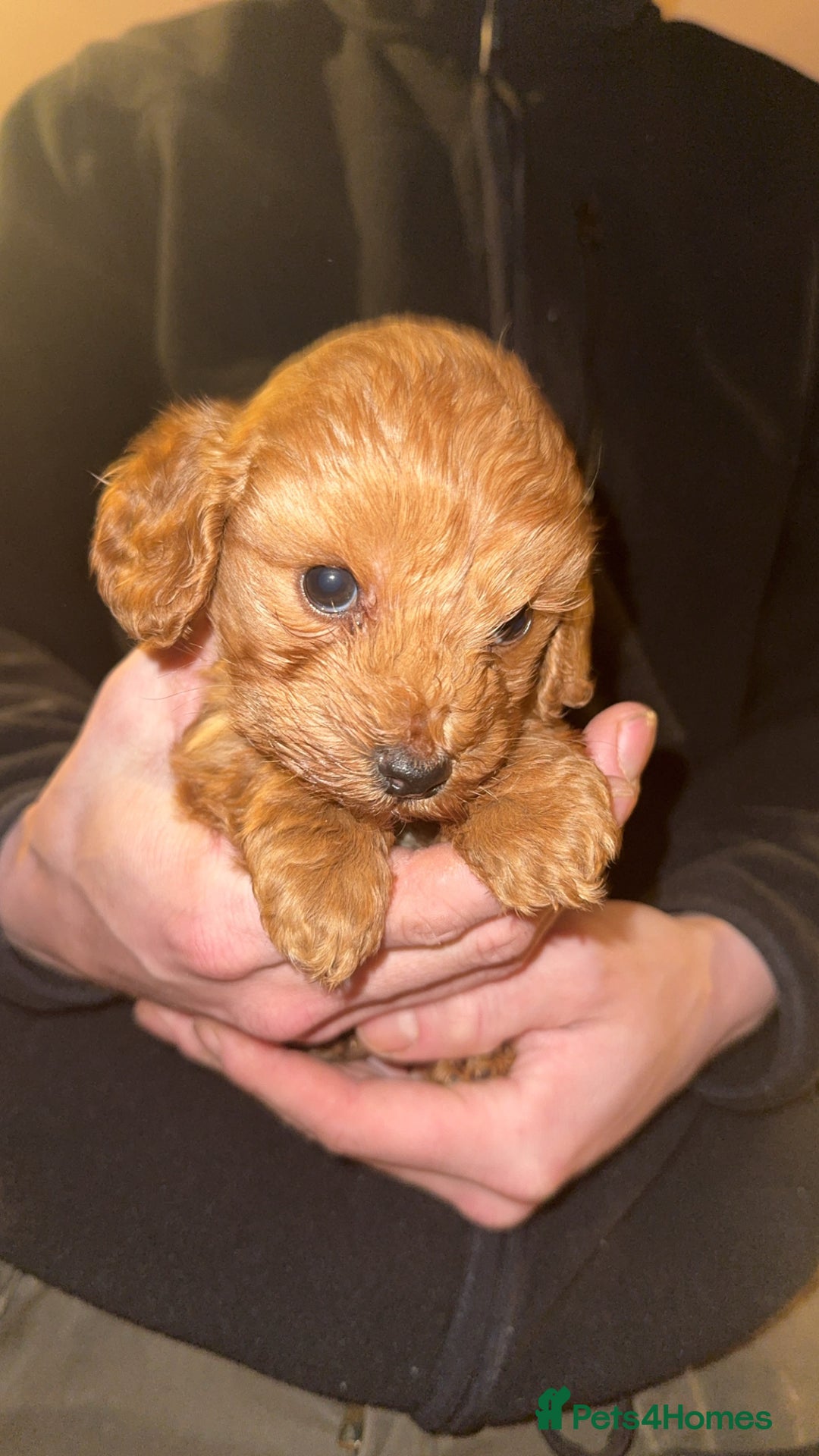 Cockapoo dogs for sale: Beautiful cockapoo puppy  - Advert 5