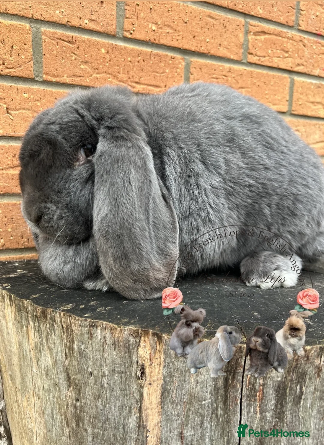 French Lop rabbits for sale: Adult French Lops  - Advert 3