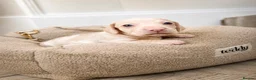 Miniature Dachshund dogs for sale: 🌸 Rare Pink mini dachshunds 🌸 - Advert 18