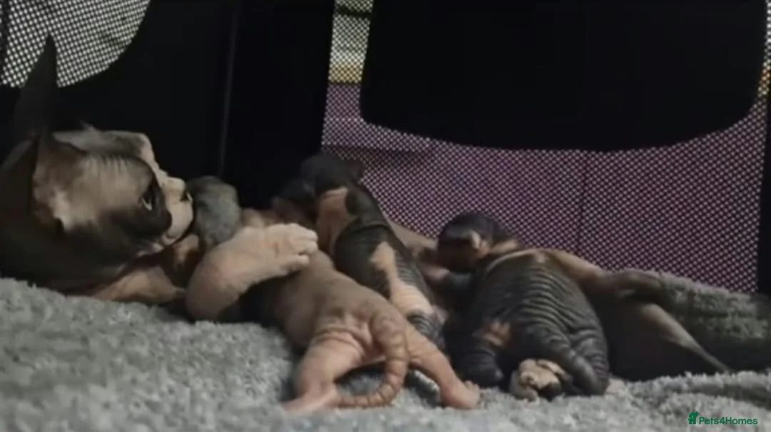Sphynx cats for sale: 🩷Beautiful Sphynx Girls Looking for Forever Homes in Leicester - Advert 13