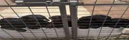 Cocker Spaniel dogs for sale: 4 stunning cocker spaniel black boys  in Doncaster - Advert 3