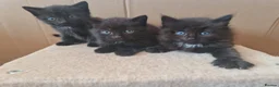 Mixed Breed cats for sale: 3 black kittens for sale - Advert 4