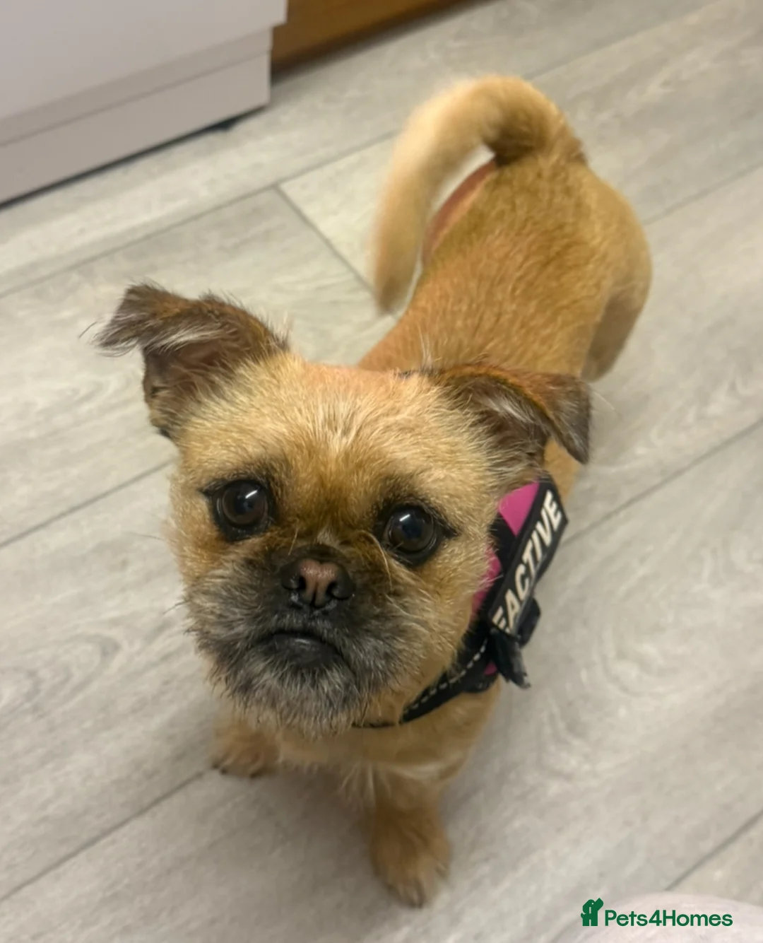 Mixed Breed dogs for sale: Pug x Pomeranian  - Advert 16