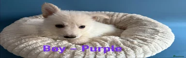 Boy - purple collar