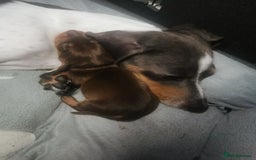 Miniature Dachshund dogs for sale: Stunning chocolate and tan miniature dachshund - Image 12