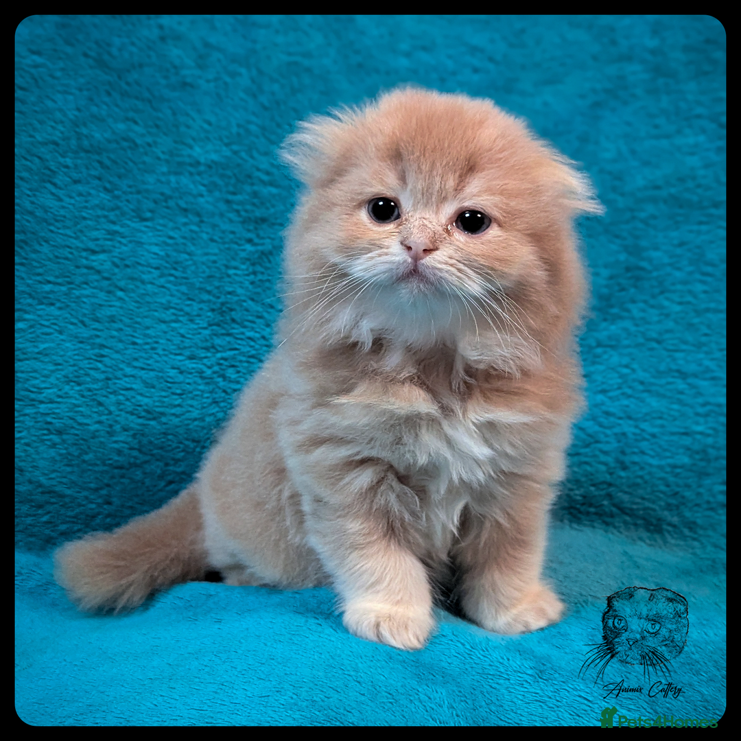 Scottish Fold cats for sale: TICA Registered Scottish kittens - Image 4