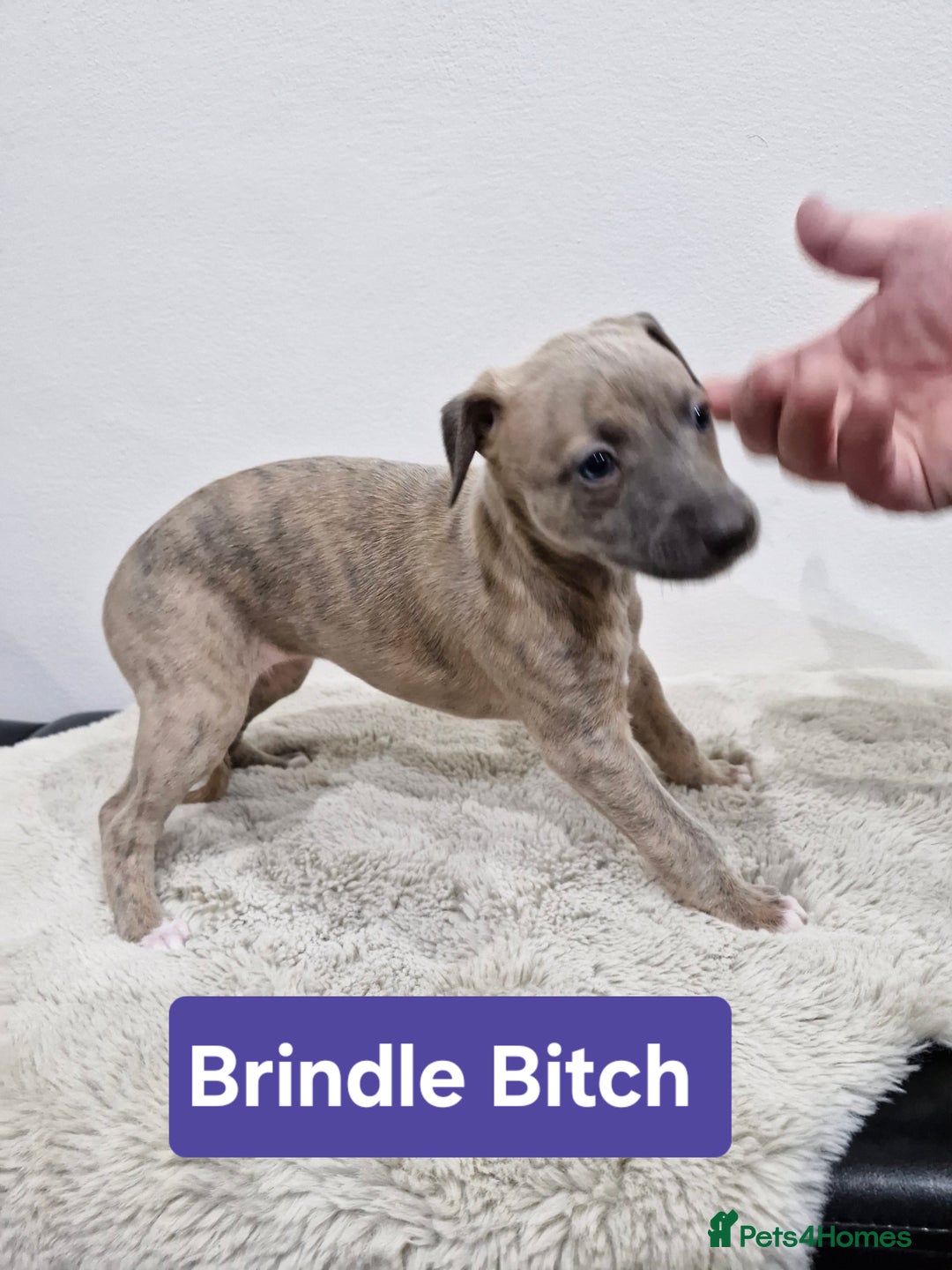 Whippet dogs for sale: KC Reg Whippet Puppies for sale  - Advert 15