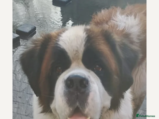 Saint Bernard dogs Beautiful saint Bernard stud - Advert 2