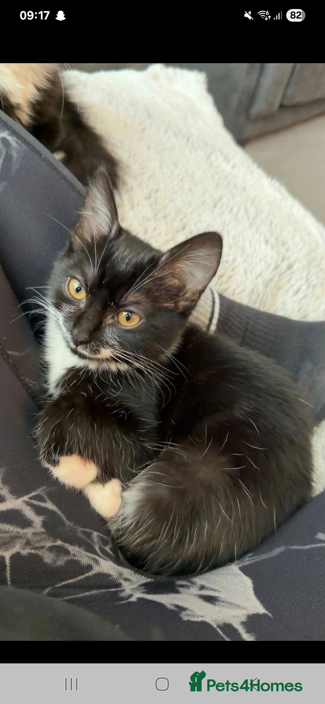 Mixed Breed cats for sale:  **  in cumbria - Advert 2