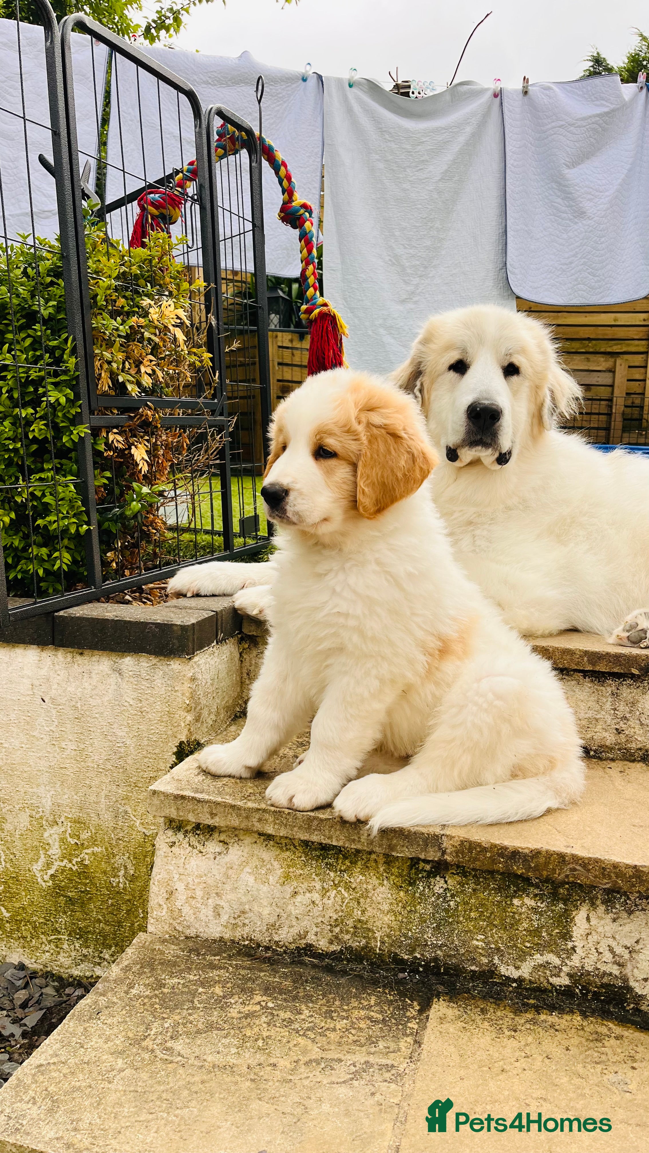 Mixed Breed dogs READY NOW, Golden Doodle X Pyrenees Puppies - Advert 1