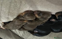 Dachshund dogs for sale: Dachshund puppies  - Advert 2