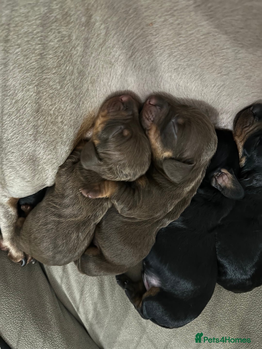 Dachshund dogs for sale: Dachshund puppies  - Advert 2
