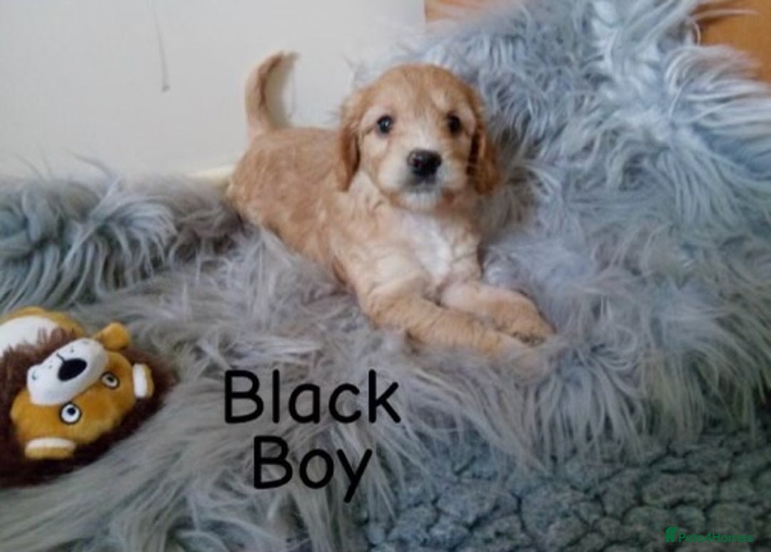 Cockapoo dogs for sale: ⭐️VERY RARE TOY Cockapoo Puppies⭐️🐶 - Image 13