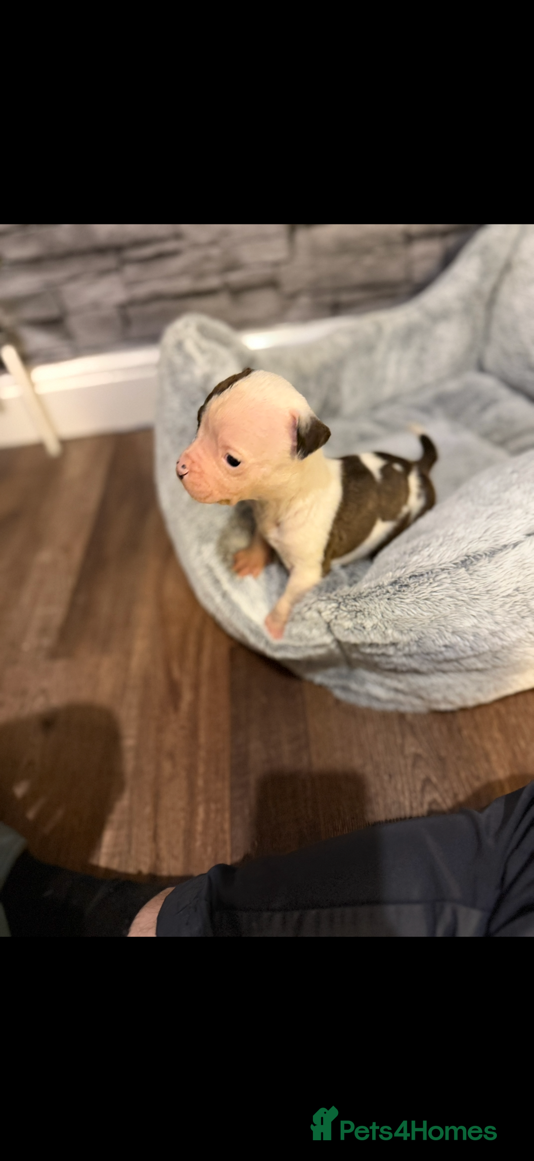 American Bulldog dogs for sale: American bulldog - Image 18