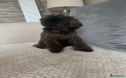 Toy Poodle dogs for sale: 16 Month Old Asian Toy Poodle - Image 11