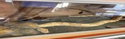 Python Snake reptiles for sale: X2 Ball Pythons in Waterlooville - Advert 2