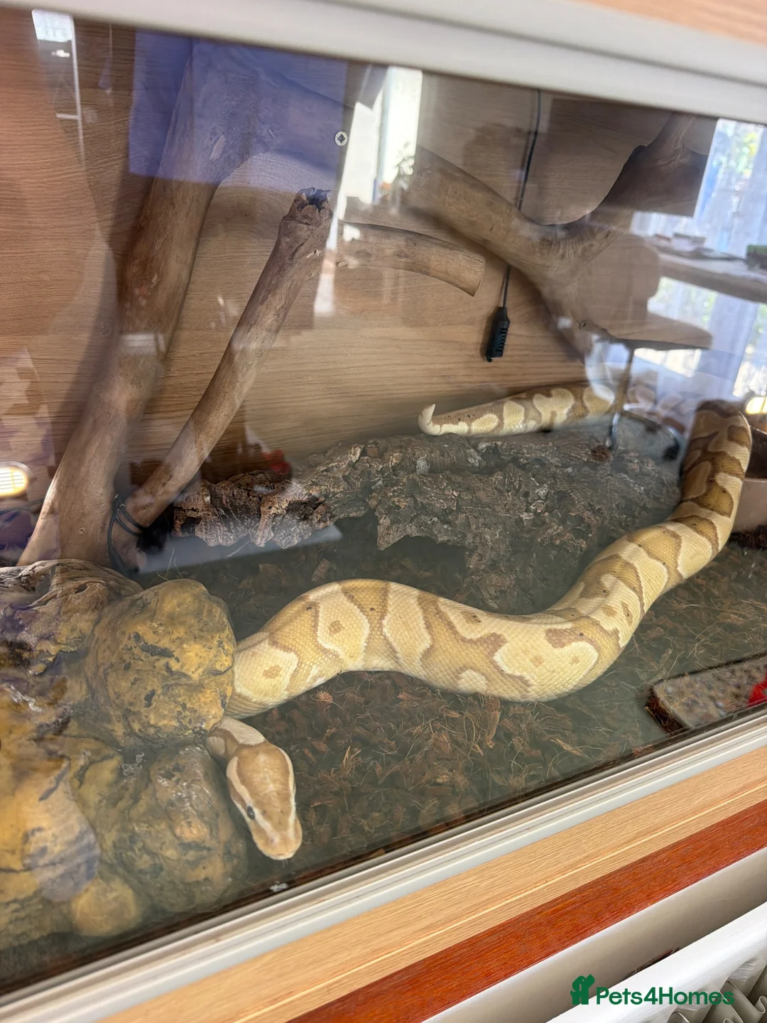 Python Snake reptiles for sale: X2 Ball Pythons in Waterlooville - Advert 2