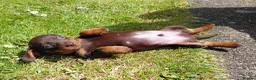 Miniature Dachshund dogs for sale: Miniature dachshund puppies  - Advert 17