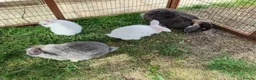 Mini Lop rabbits for sale: Mixed litter of mini lop X dwarf lops  - Advert 5