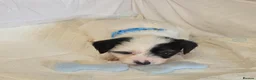 Chinese Crested dogs for sale: Pure Chinese Crested Puppies - Advert 21
