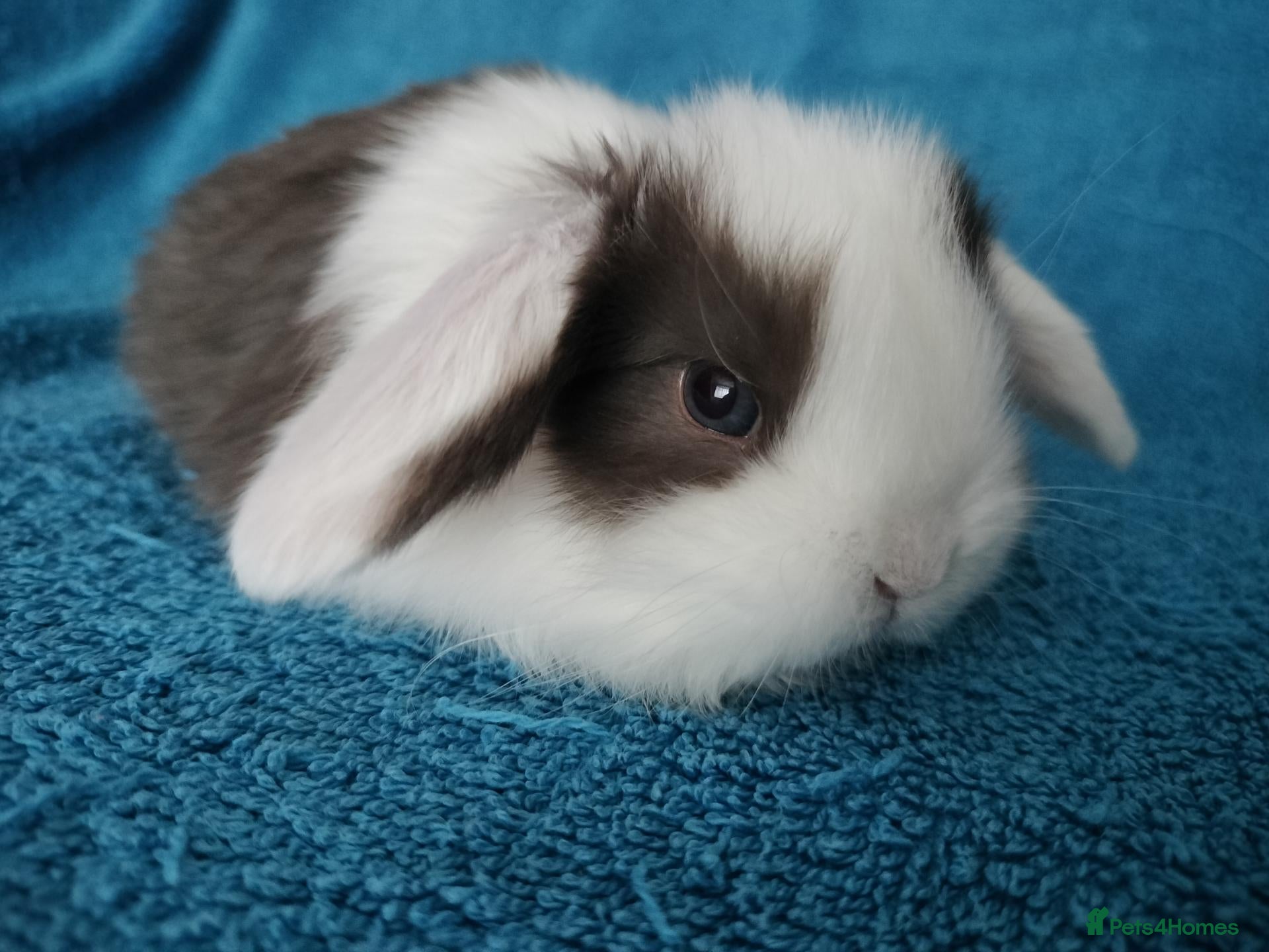 Mini Lop rabbits Baby mini lops for sale  - Advert 13