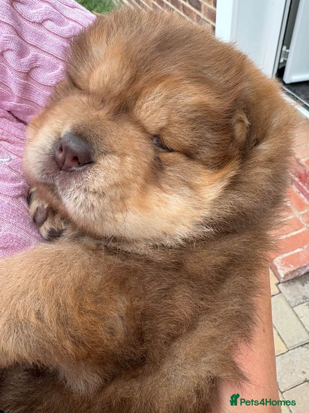 Chow Chow dogs for sale: Chow chow boy  in Slough - Advert 6
