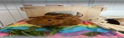 Guinea Pig rodents for sale: 2 Guinea pigs & cage+supplies - Advert 6