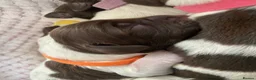English Springer Spaniel dogs for sale: Gorgeous springer spaniel pups in Darlington - Advert 14