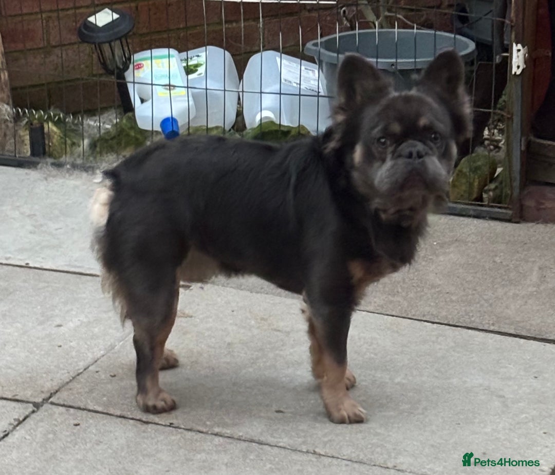 French Bulldog dogs for sale: DWKC FLUFFY FRENCHIE  - Advert 2