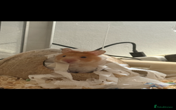 Hamster rodents for sale: Re-homing my hamster pumpkin  - Image 3