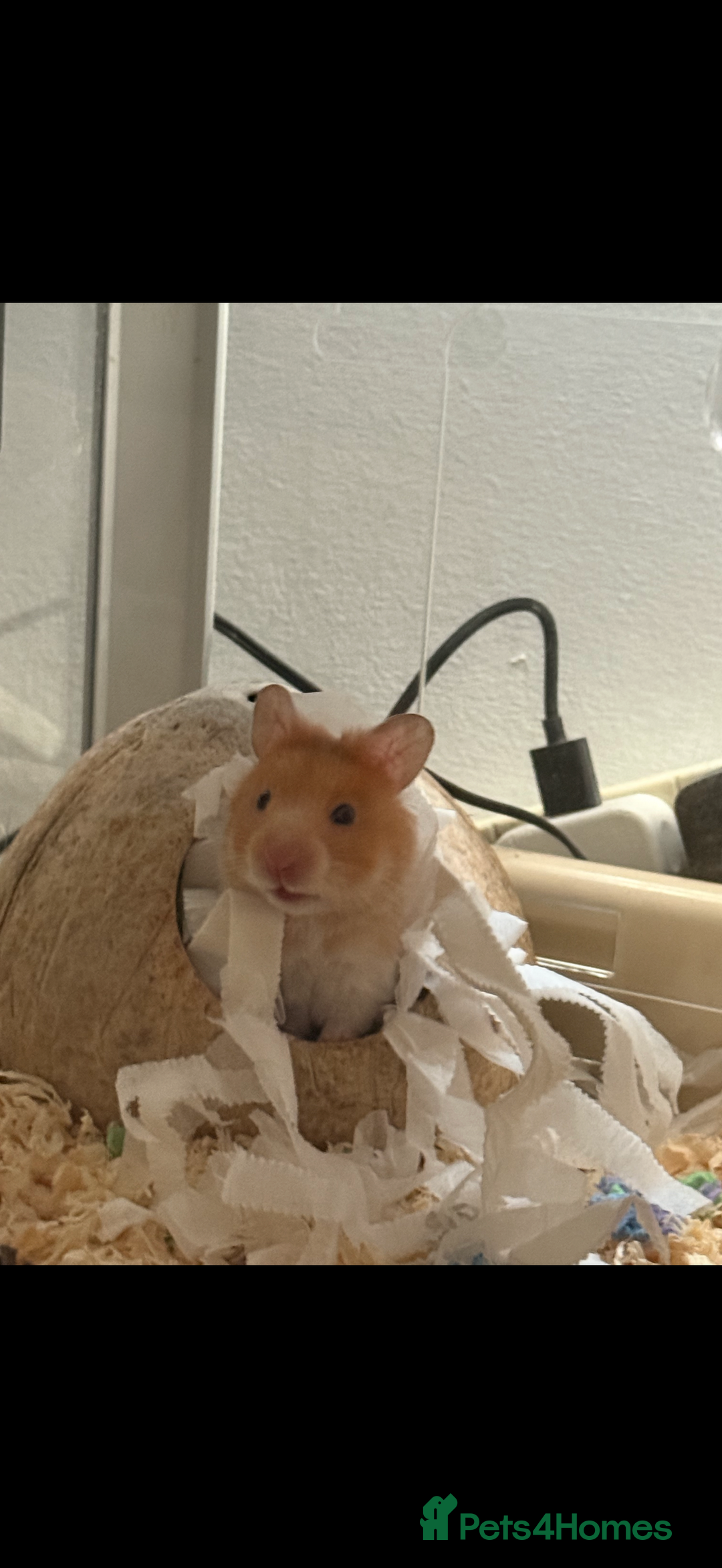 Hamster rodents for sale: Re-homing my hamster pumpkin  - Image 3